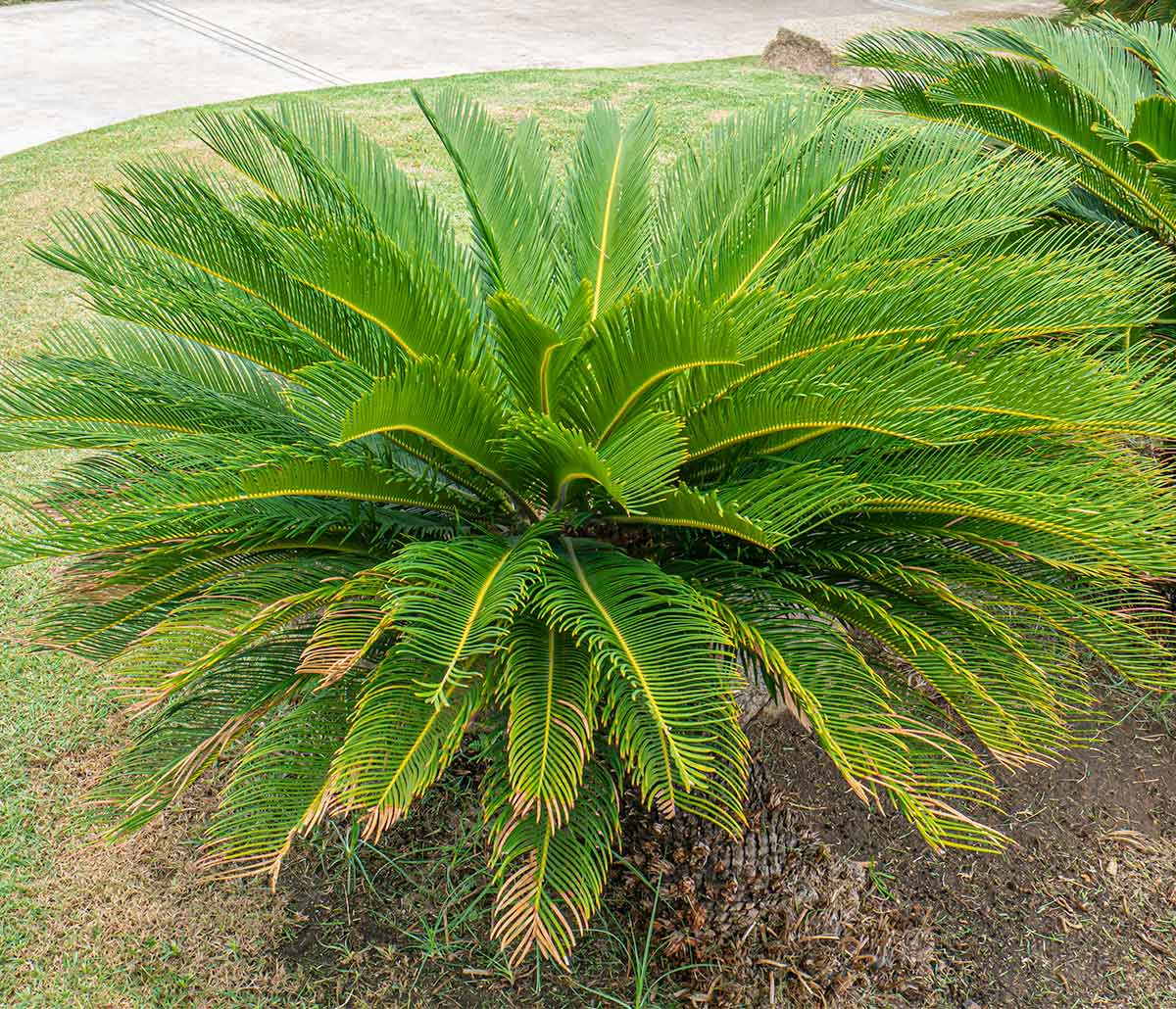image of a sago palm in a florida lawn