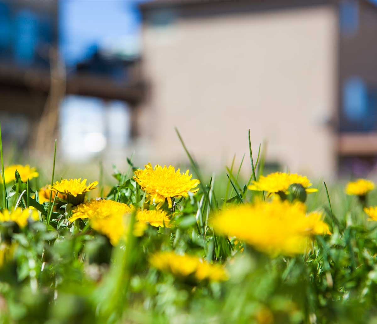 image of dandelions in a melbourne, FL lawn