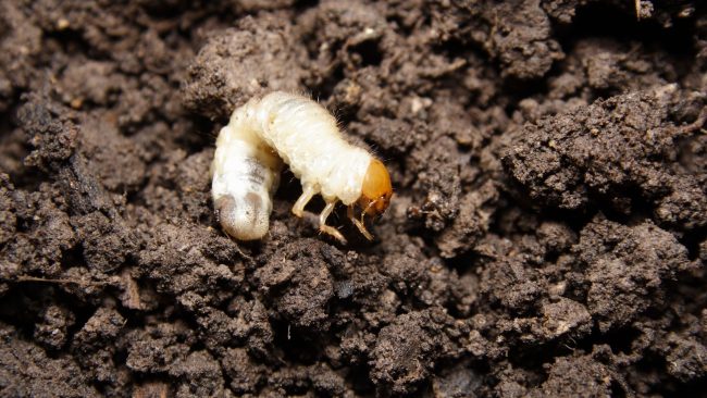 Common Lawn Pests in Florida – PRC white grubs in soil, common florida lawn pests