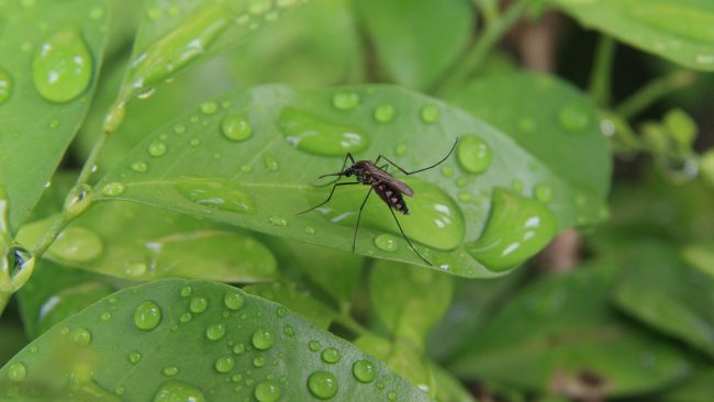Florida Mosquito Tips – PRC mosquito on plant, mosquito control florida