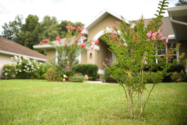 PRCt-s florida tree and shrub care, florida front yard landscape, melbourne fl, pearce lawn care