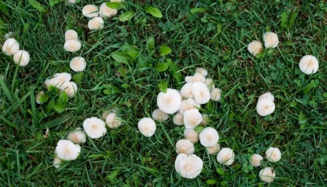 mushooms in florida lawn mushrooms in florida lawn, kissimmee lawn care, pearce lawn care