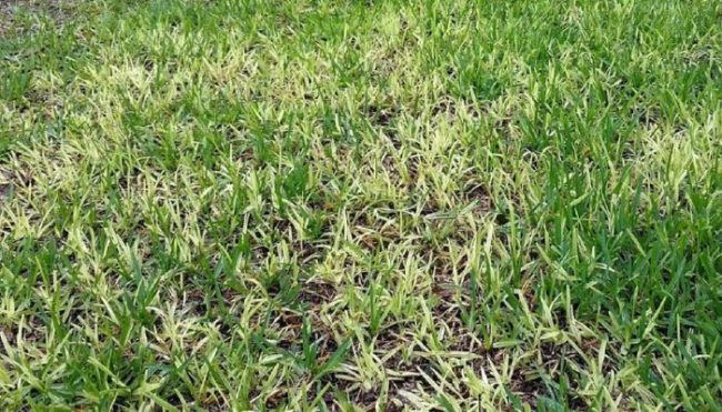 florida lawn diseases florida lawn disease, take all root rot