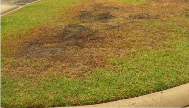 root rot st augustine disease in st augustine grass