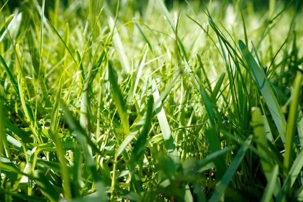 close up of green grass blades