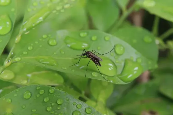 mosquito close up on green leaf