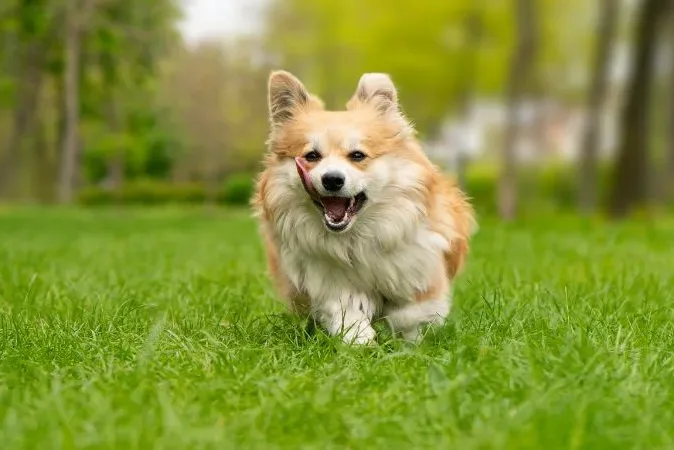 pet running in lawn