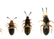 chinch bugs growth life cycle