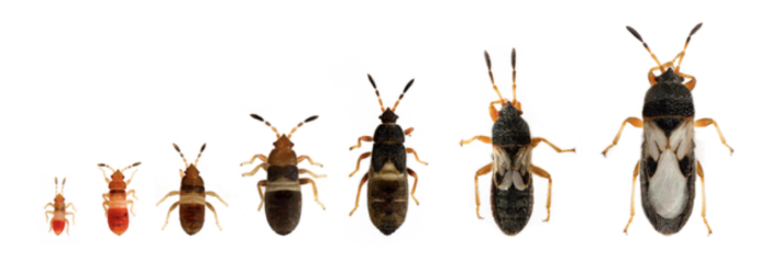 chinch bugs growth life cycle